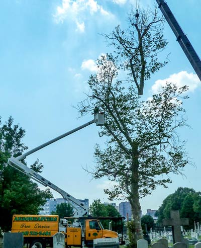 Removing a tree with a crane and bucket truck.